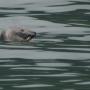 Bij Hellur zagen we de enige zeehond deze vakantie, en dan nog alleen maar zijn kop