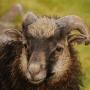 Nieuwsgierig schaap