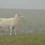 Eenzaam schaap in de mist